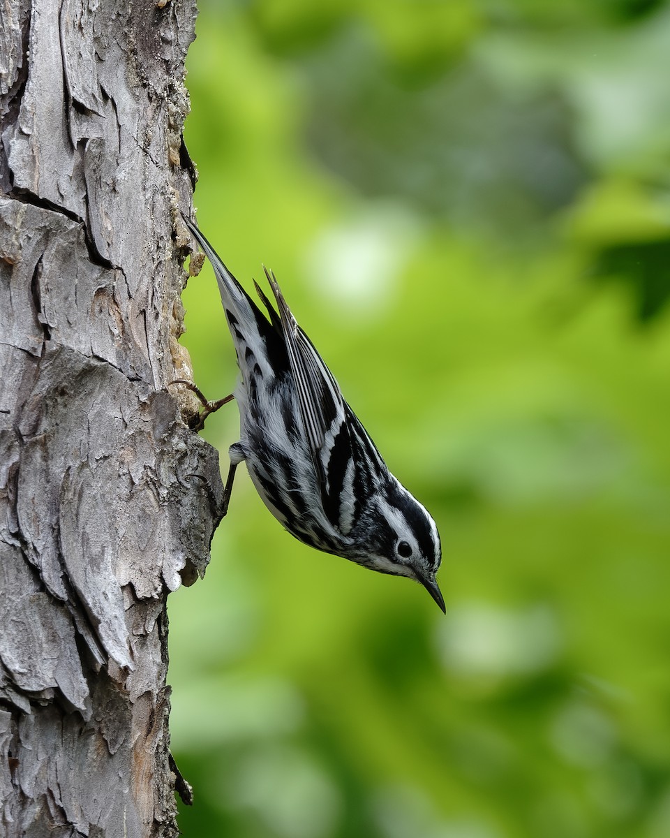 Black-and-white Warbler - ML618039728