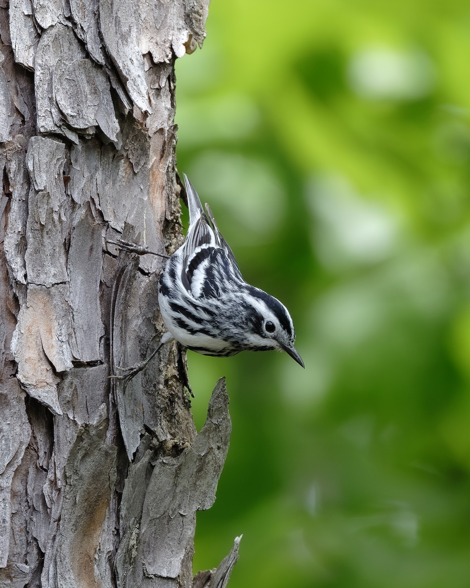 Black-and-white Warbler - ML618039729