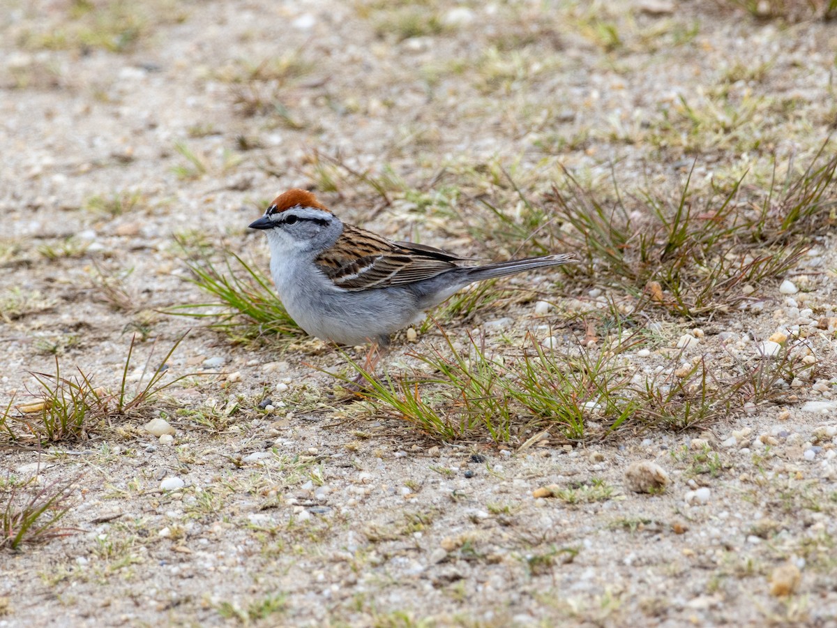 Chipping Sparrow - Thomas Wells