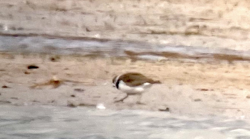 Semipalmated Plover - ML618039744