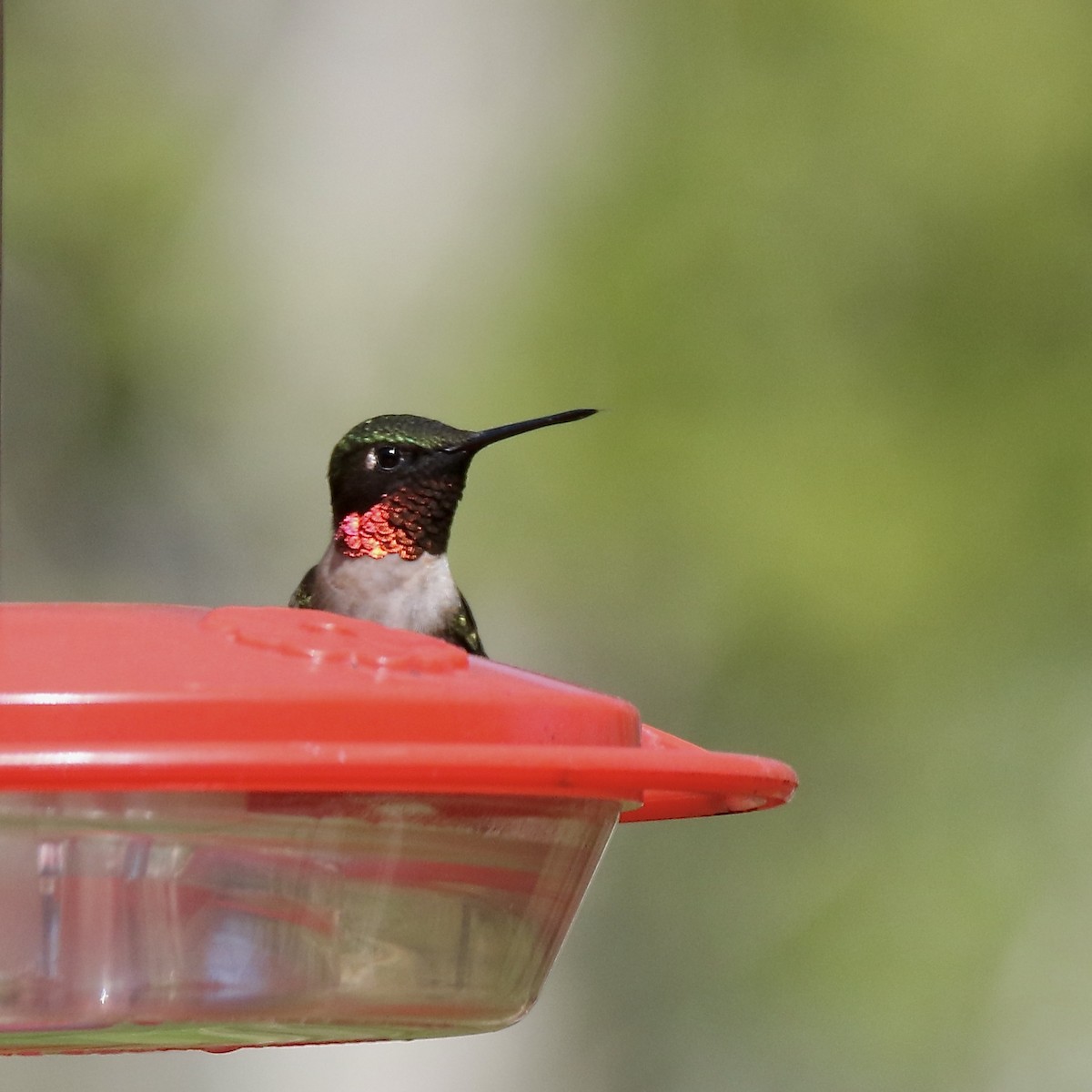 Ruby-throated Hummingbird - Nancy Villone