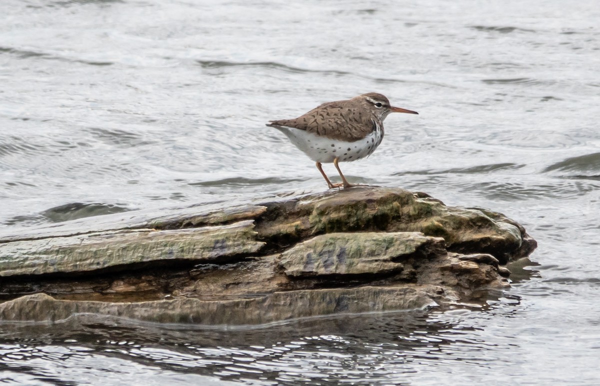 Spotted Sandpiper - Gale VerHague