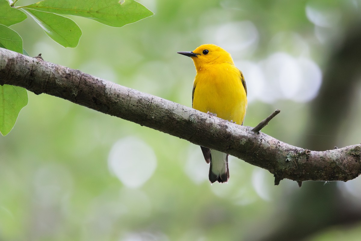 Prothonotary Warbler - ML618039809