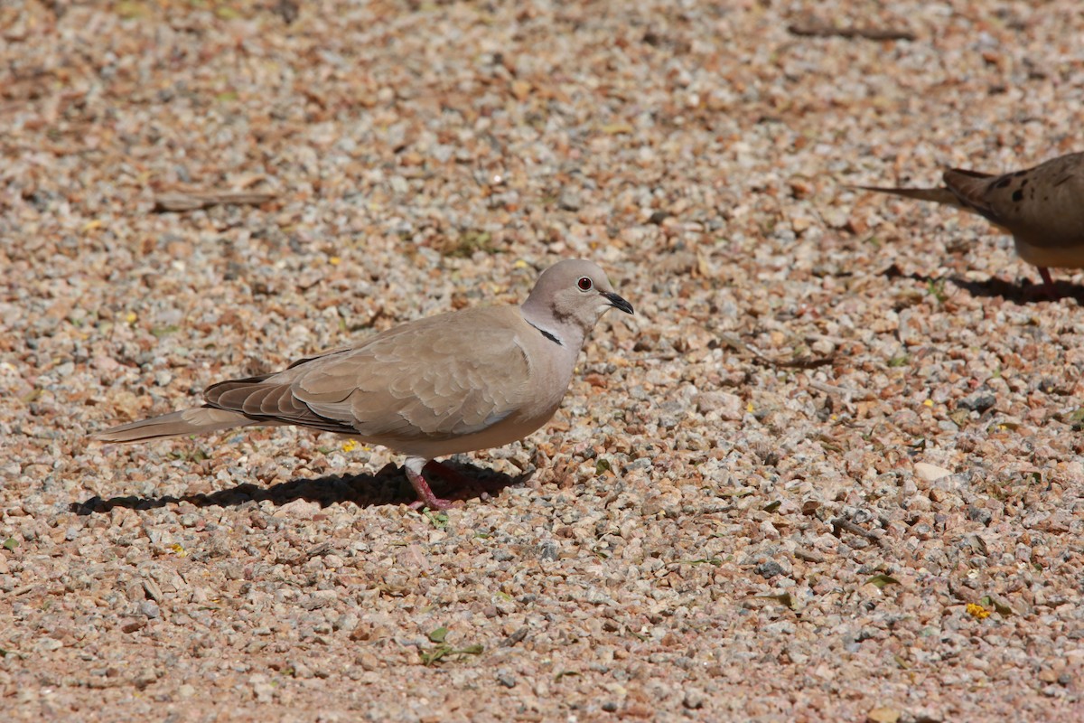 Eurasian Collared-Dove - Roman Trugillo