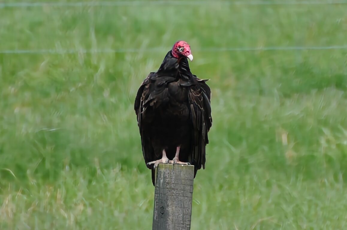 Turkey Vulture - ML618039839