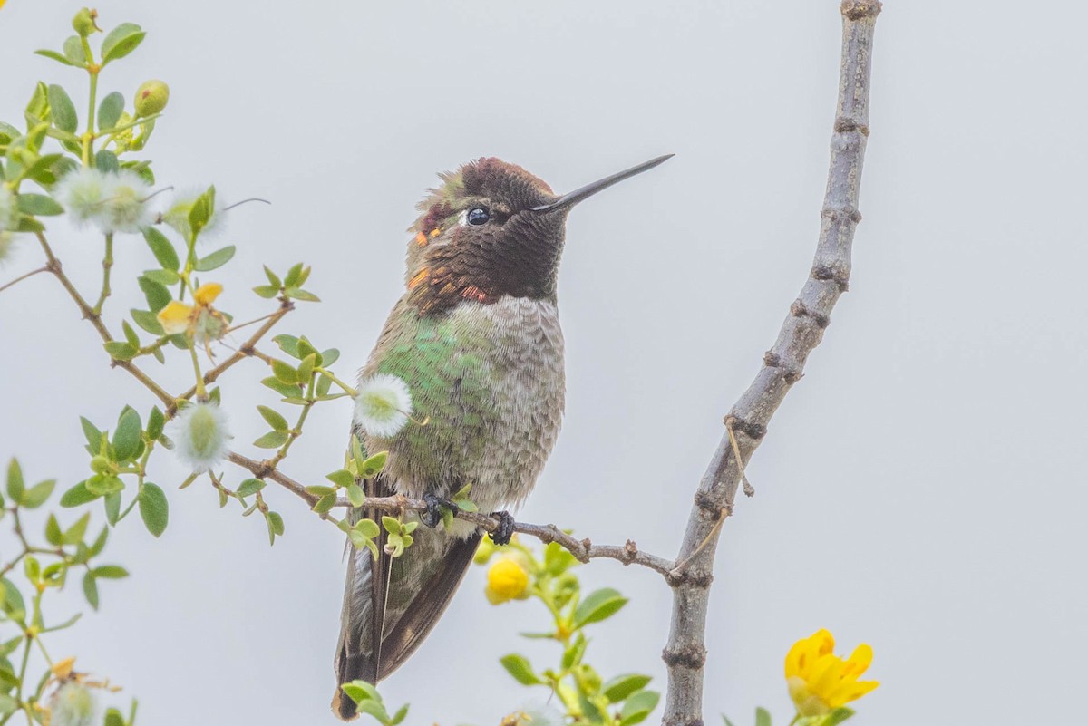 Anna's Hummingbird - ML618039865