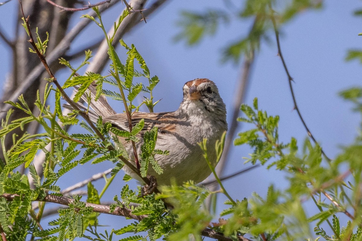 Rufous-winged Sparrow - ML618039888