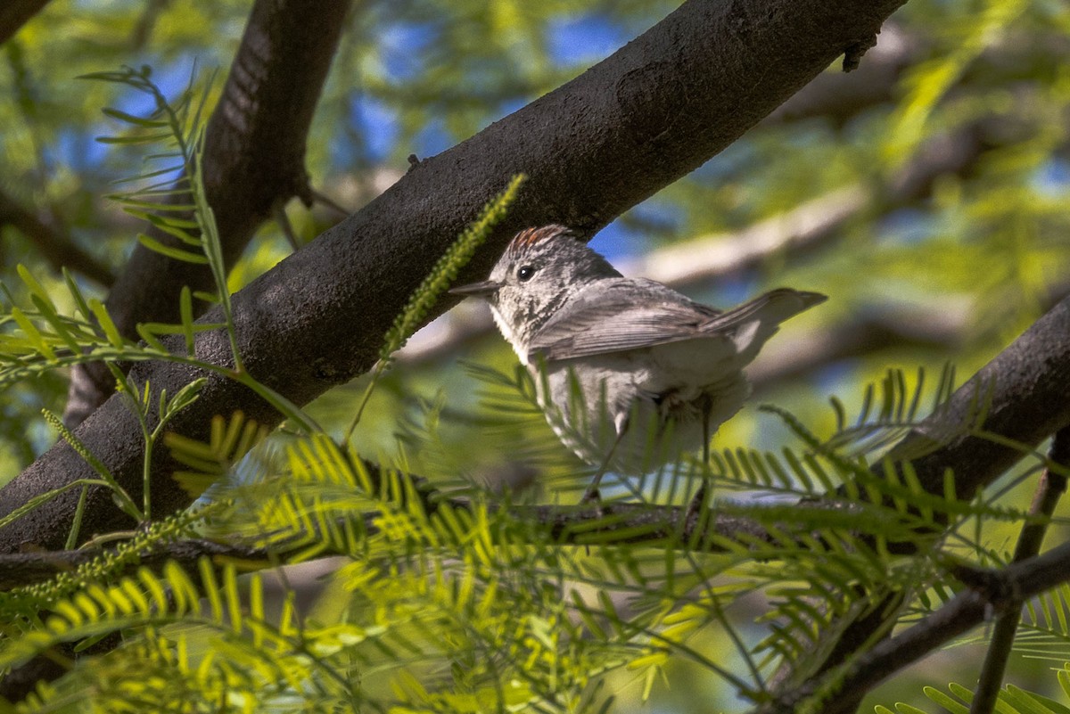 Lucy's Warbler - ML618039893