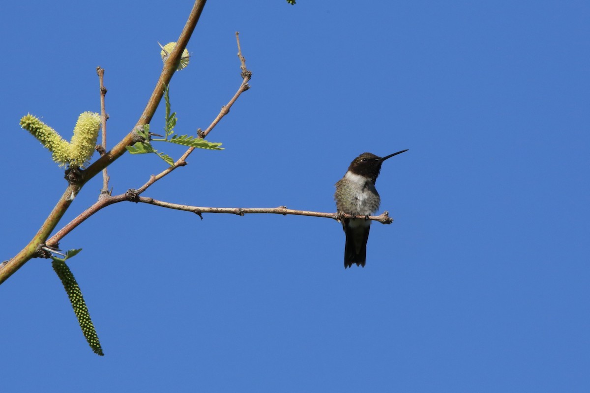 Black-chinned Hummingbird - Roman Trugillo