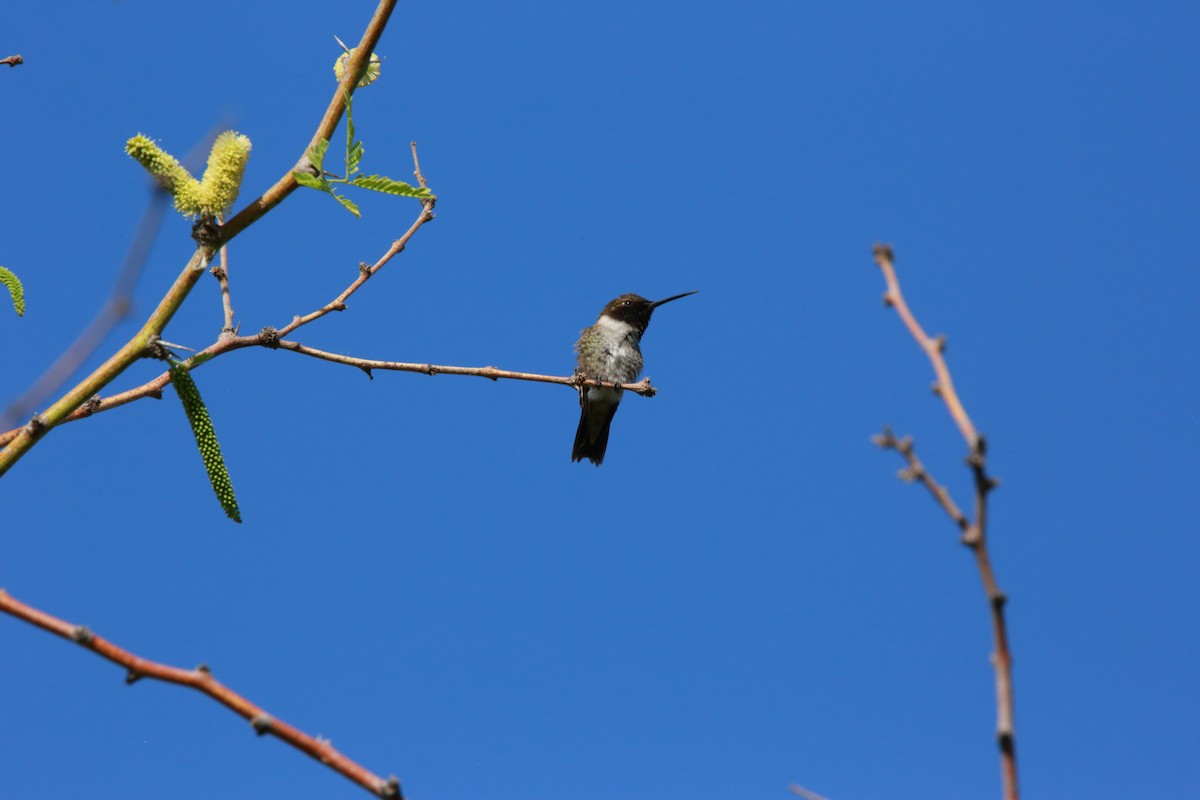 Black-chinned Hummingbird - ML618039938