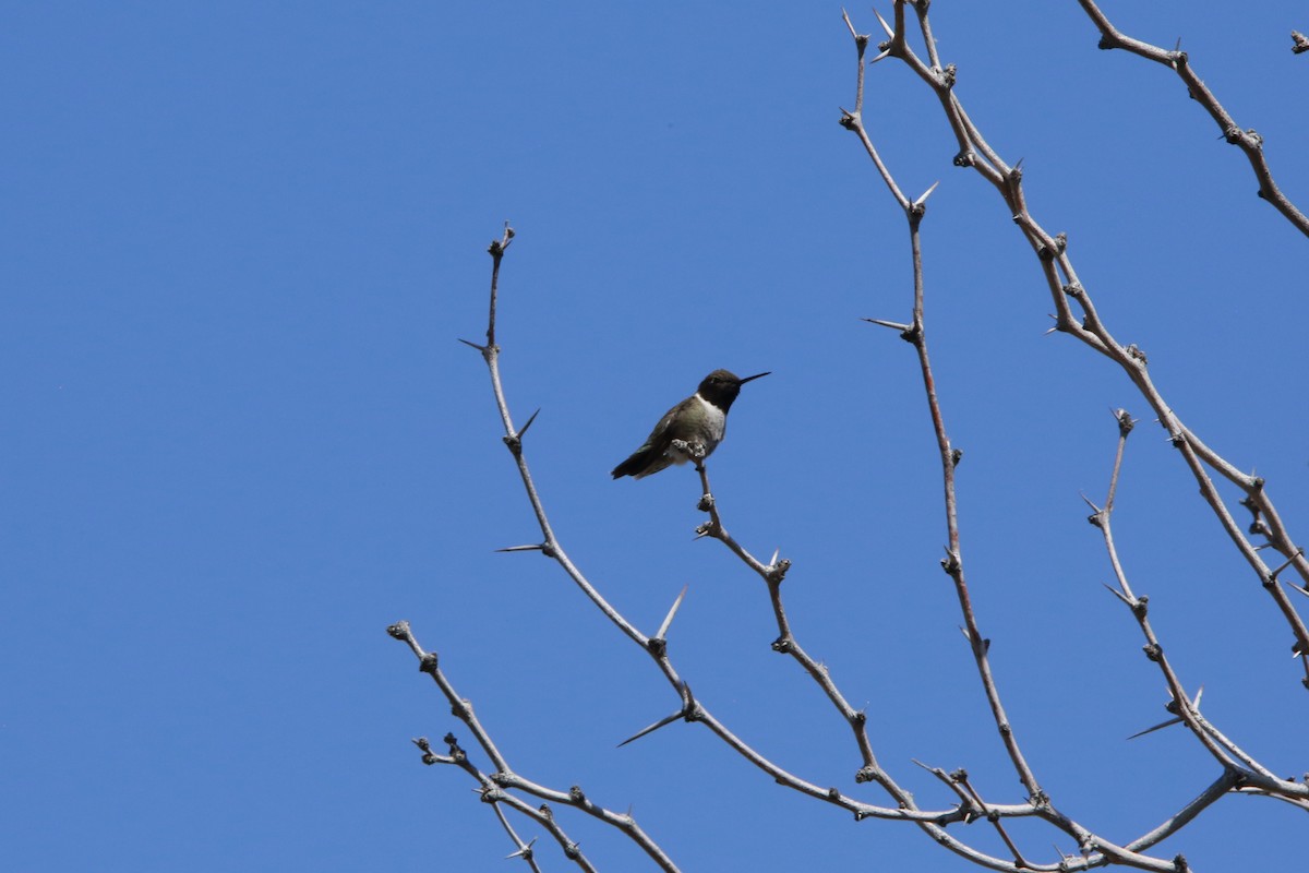 Black-chinned Hummingbird - Roman Trugillo