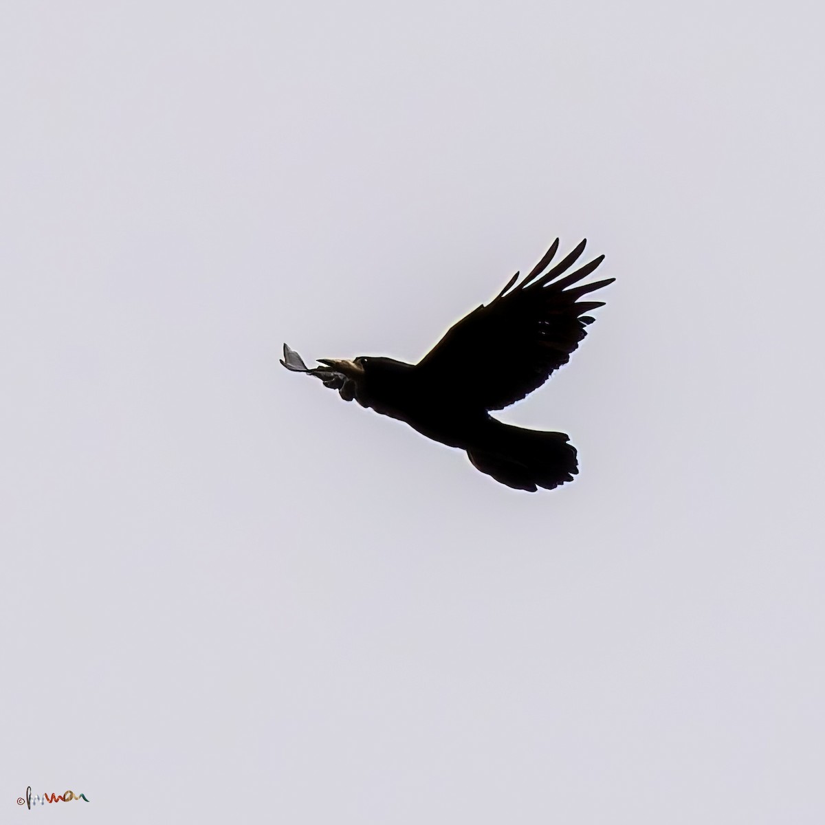 Common Raven - Simon Robinson