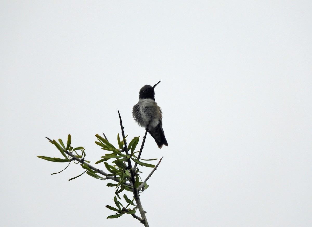 Black-chinned Hummingbird - ML618039976