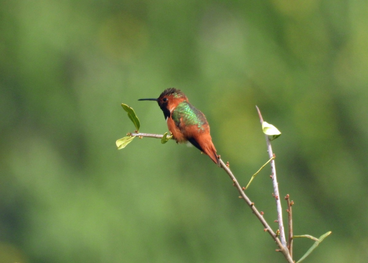 Allen's Hummingbird - Rod Higbie