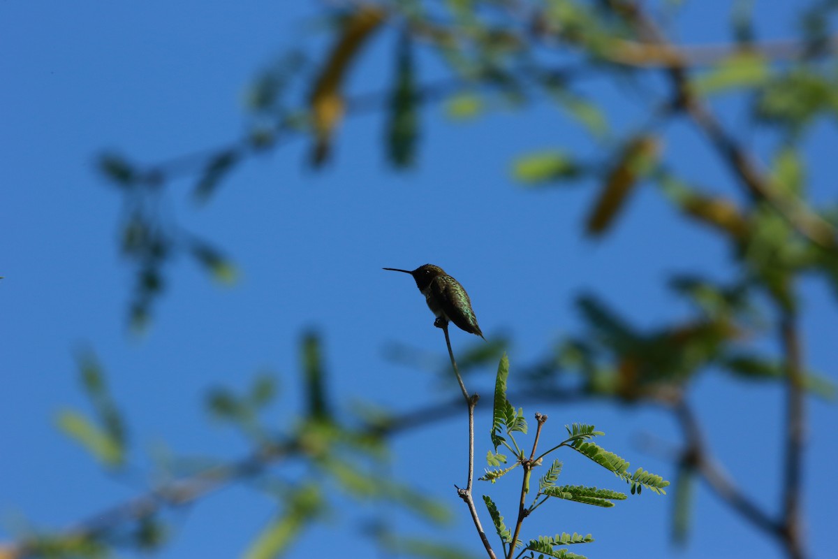 Anna's Hummingbird - Roman Trugillo