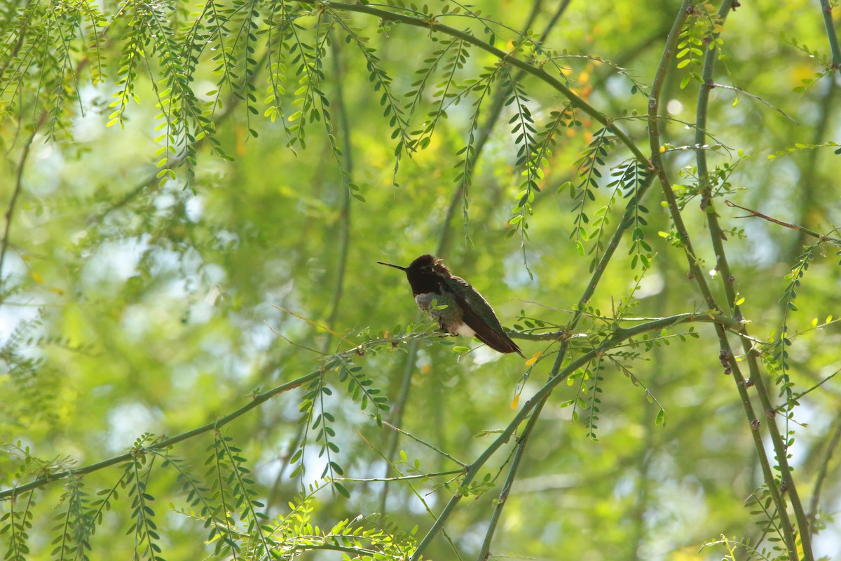 Anna's Hummingbird - Roman Trugillo