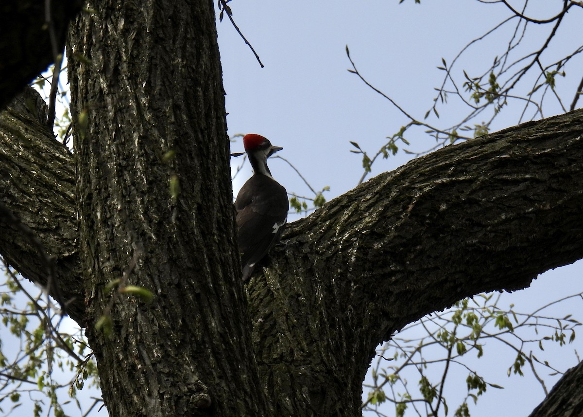 Pileated Woodpecker - ML618040012