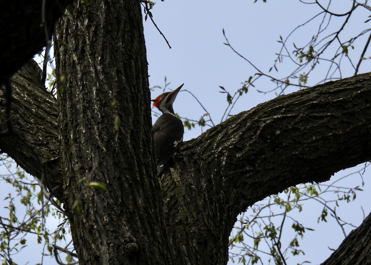 Pileated Woodpecker - Cathy Weiner