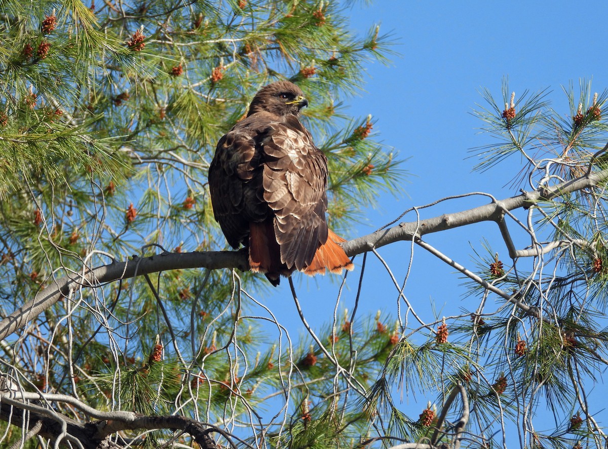 Red-tailed Hawk - ML618040025