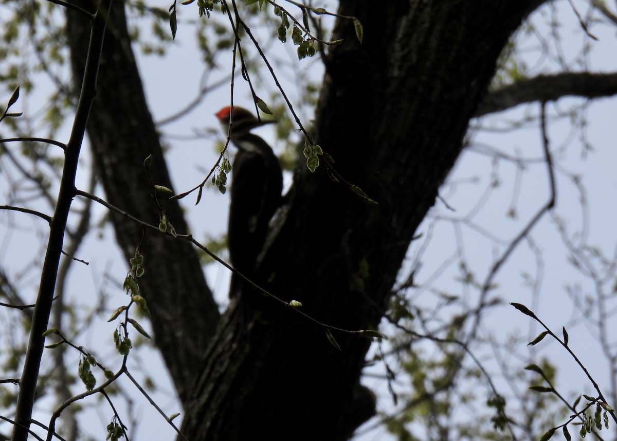 Pileated Woodpecker - Cathy Weiner