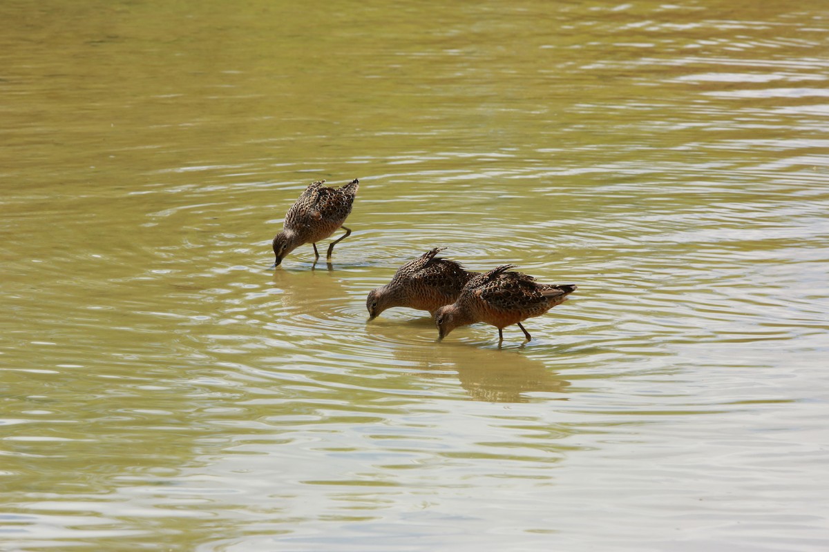 Long-billed Dowitcher - ML618040029