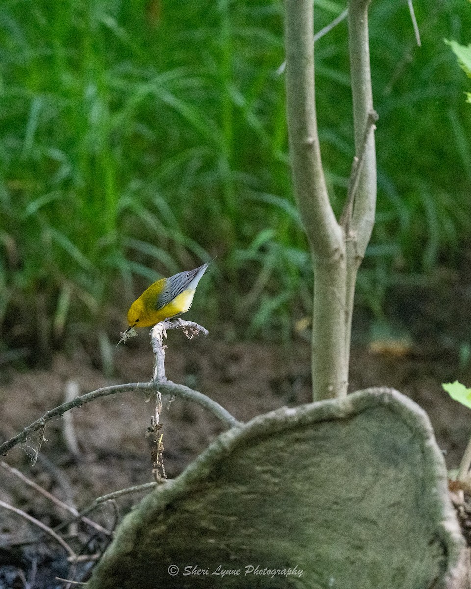 Prothonotary Warbler - Sheri Thompson