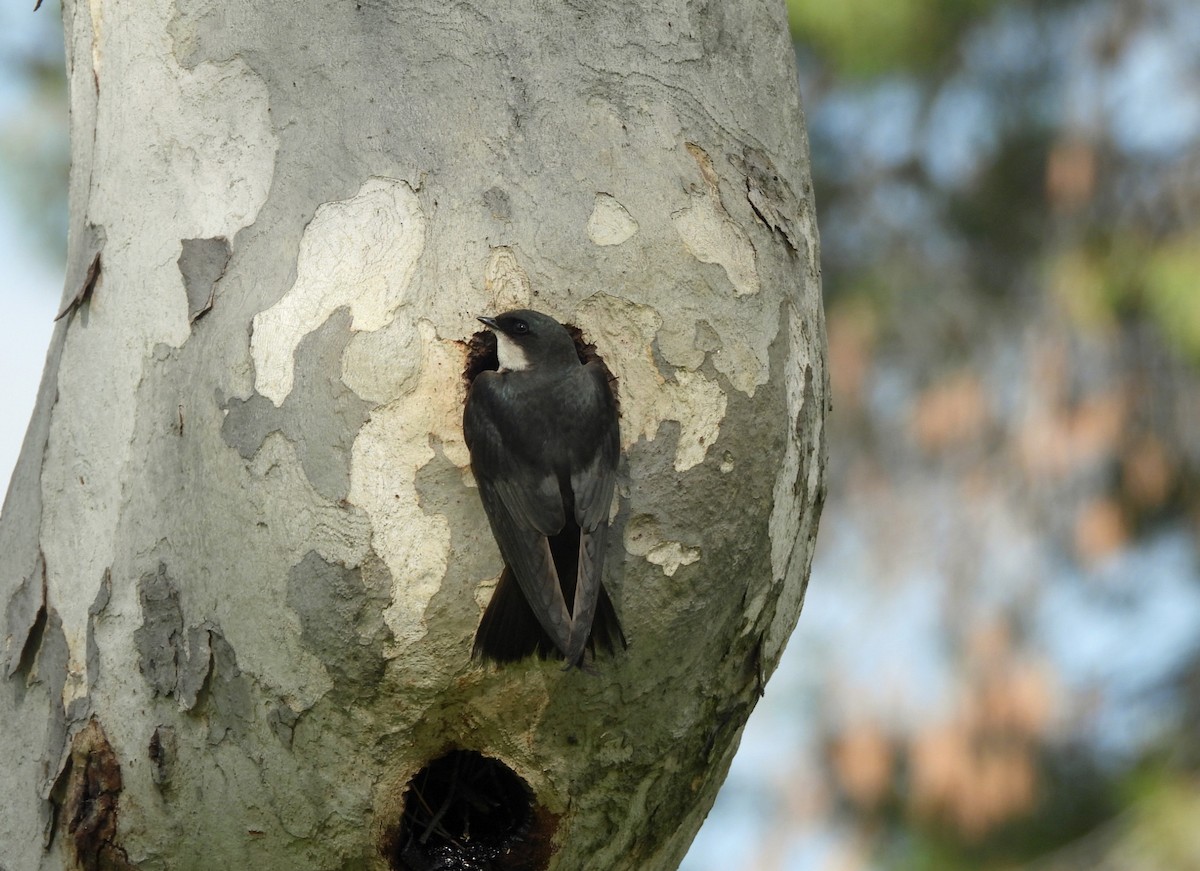 Tree Swallow - Rod Higbie