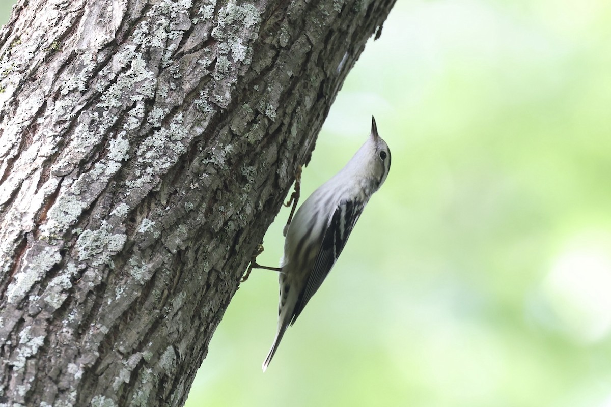 Black-and-white Warbler - ML618040072
