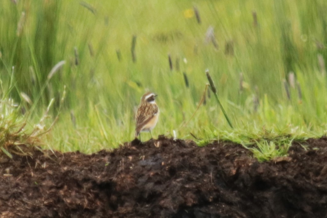 Whinchat - ML618040077