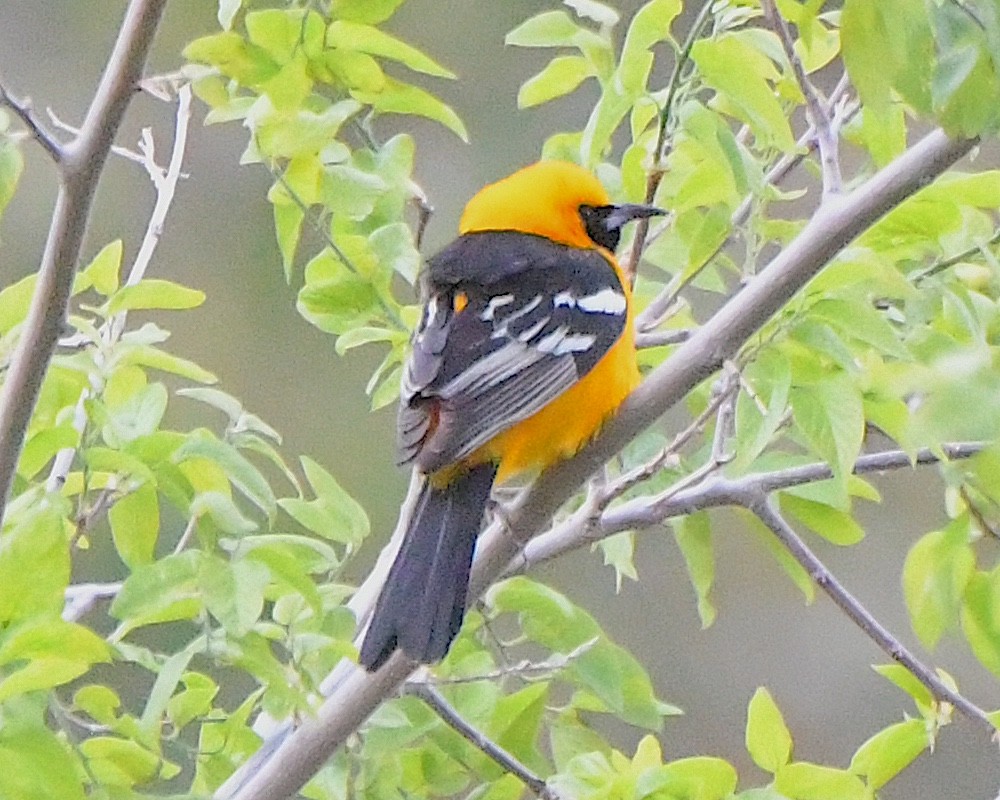 Hooded Oriole - Ted Wolff