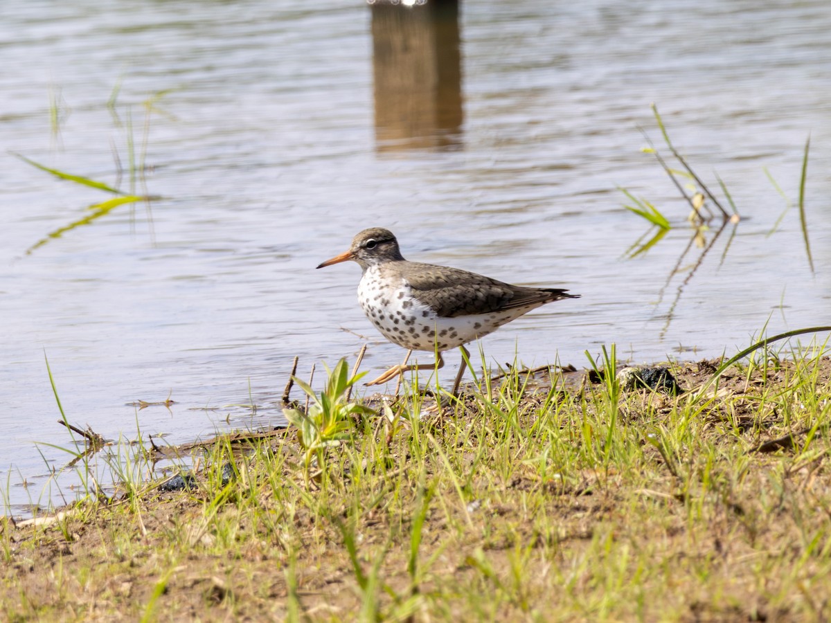 Spotted Sandpiper - Thomas Wells