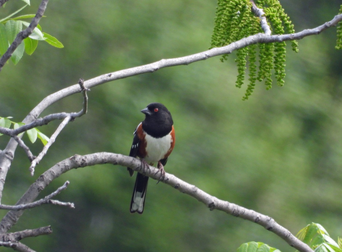 Spotted Towhee - ML618040100