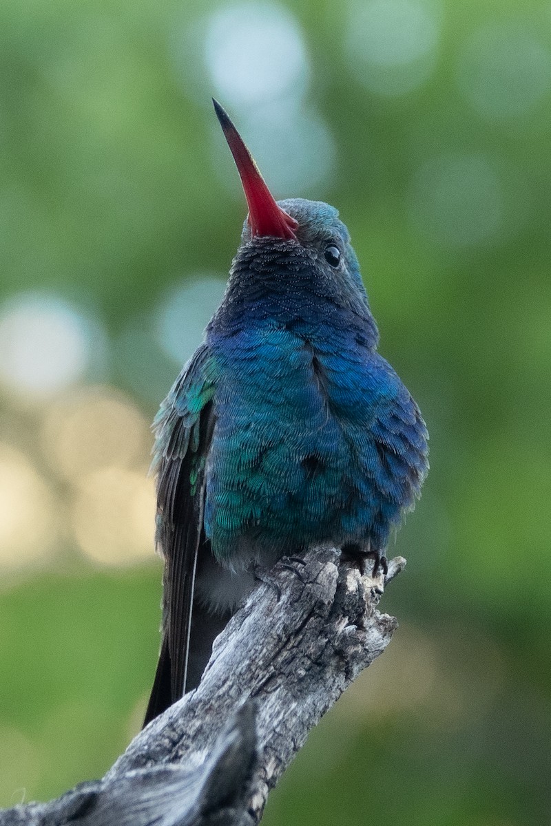 Broad-billed Hummingbird - ML618040147