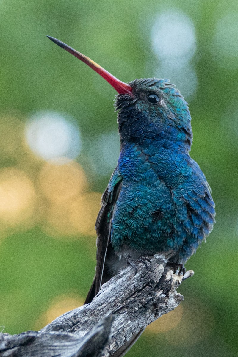 Broad-billed Hummingbird - Mattie Xoxo