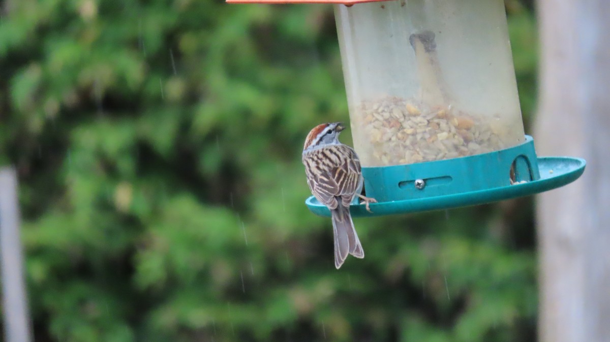 Chipping Sparrow - ML618040195