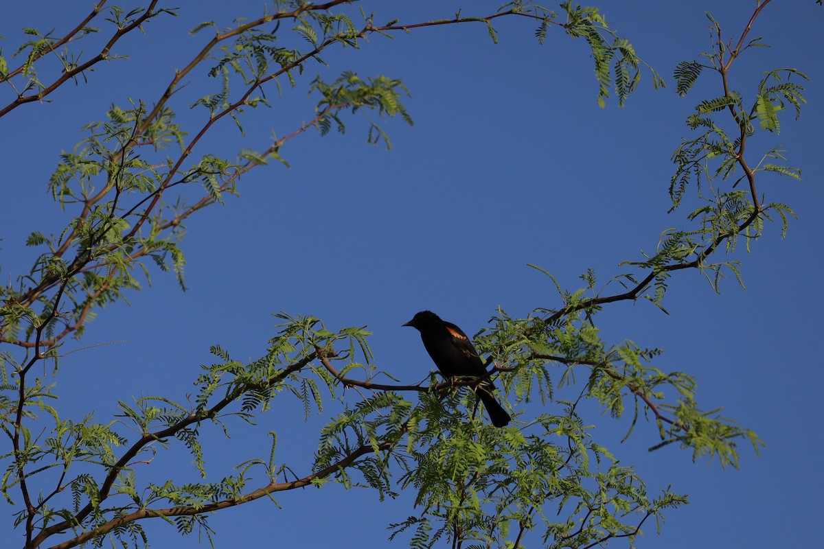 Red-winged Blackbird (Red-winged) - Nate L-S