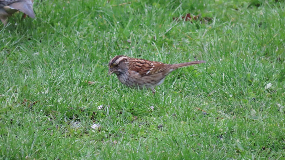 White-throated Sparrow - John Cree