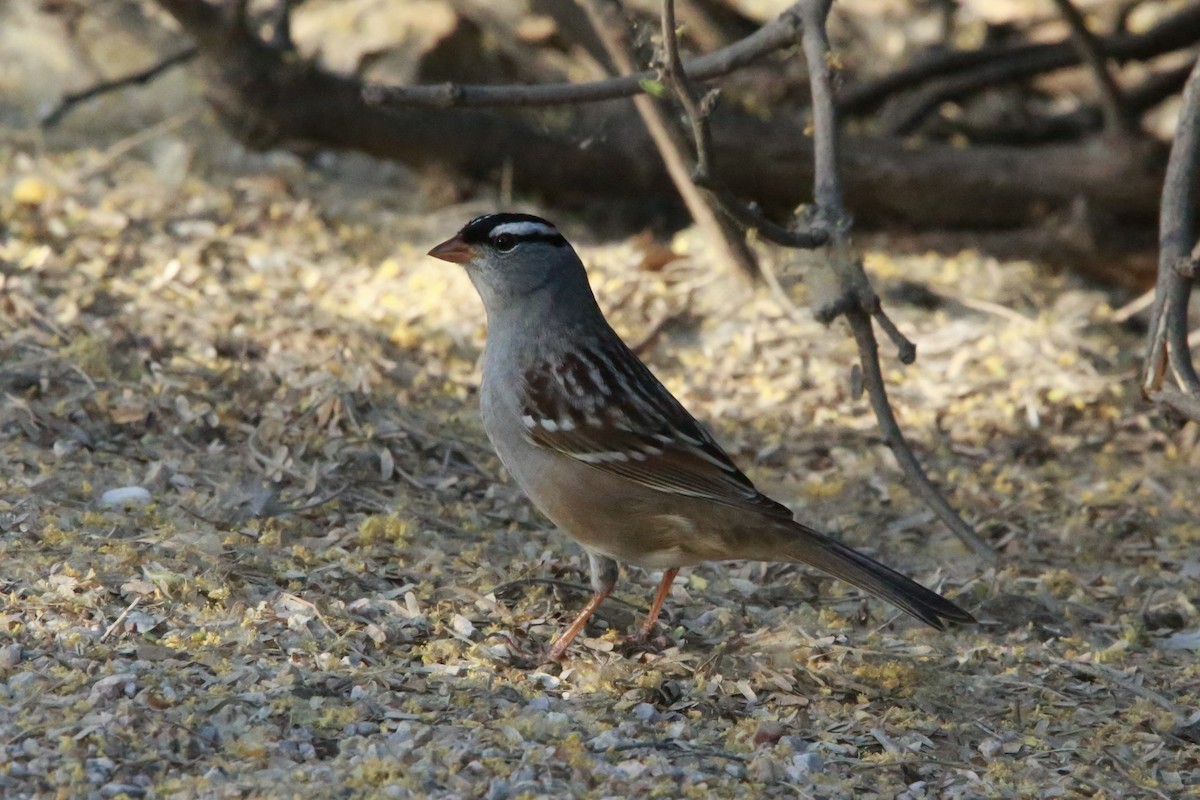 White-crowned Sparrow - Roman Trugillo