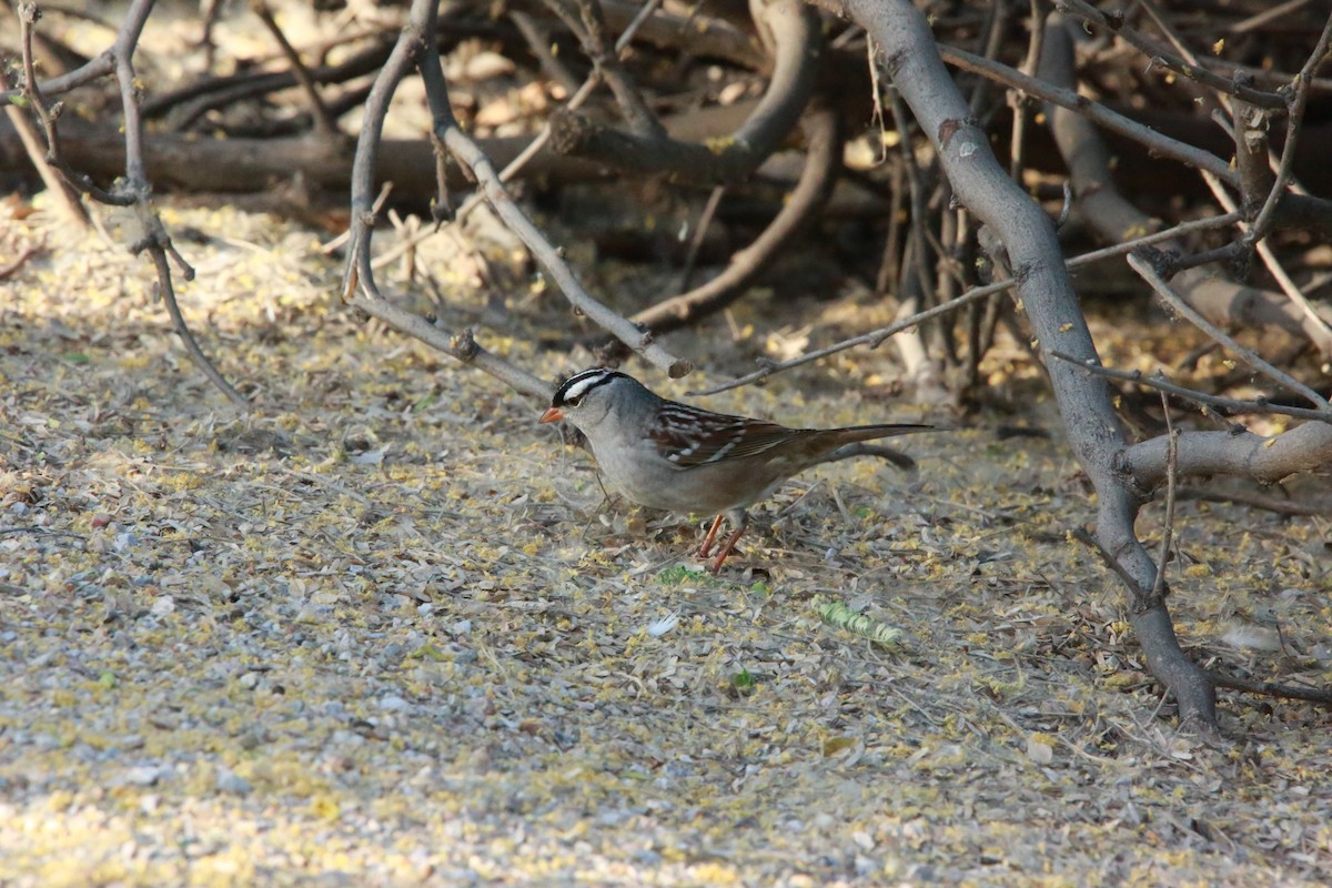 White-crowned Sparrow - ML618040255