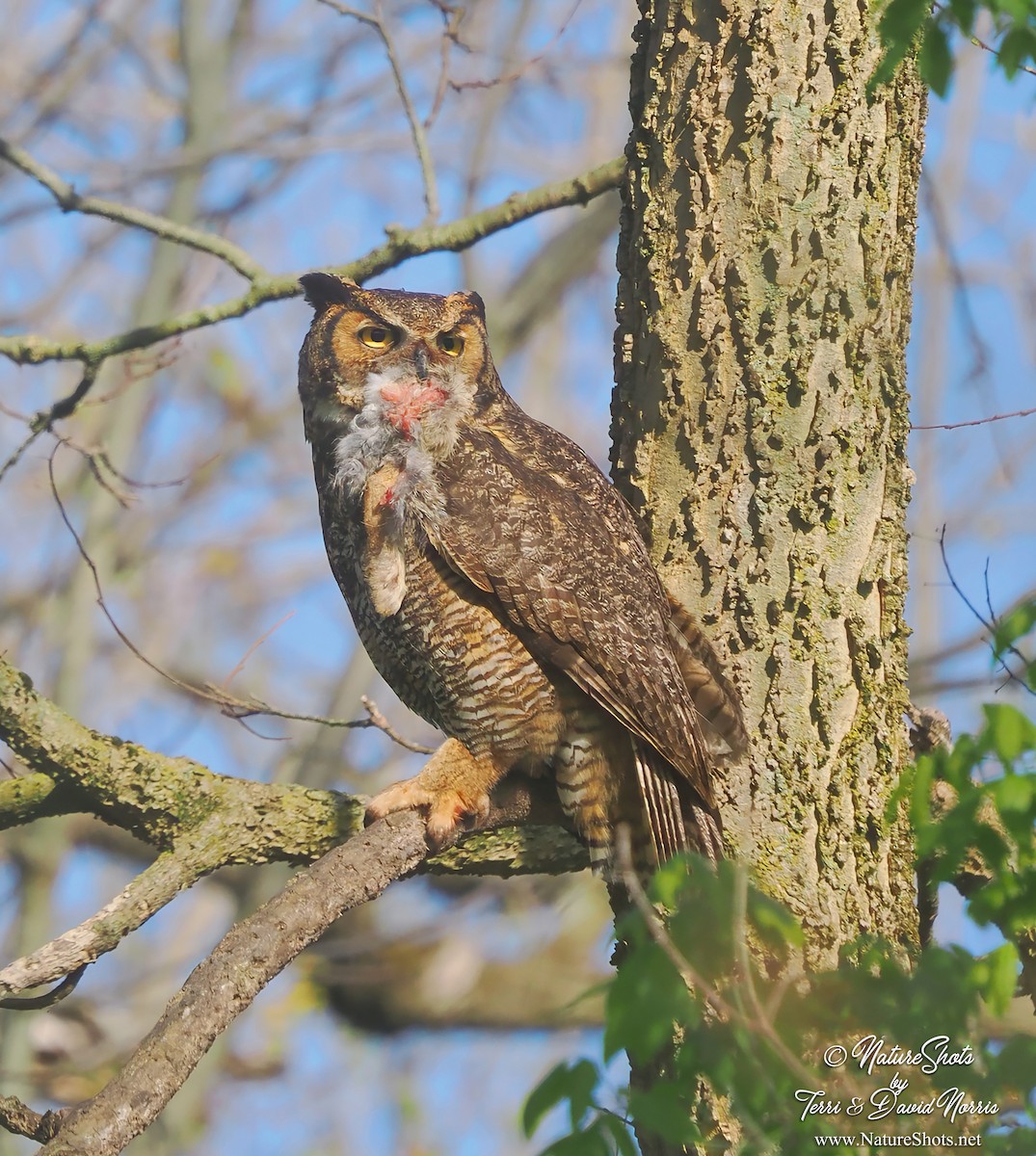 Great Horned Owl - ML618040279