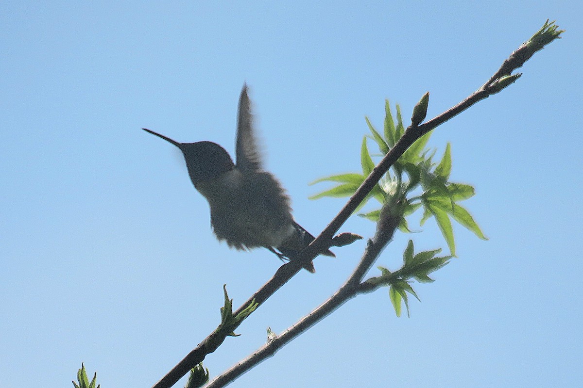 Ruby-throated Hummingbird - J. Isaacs