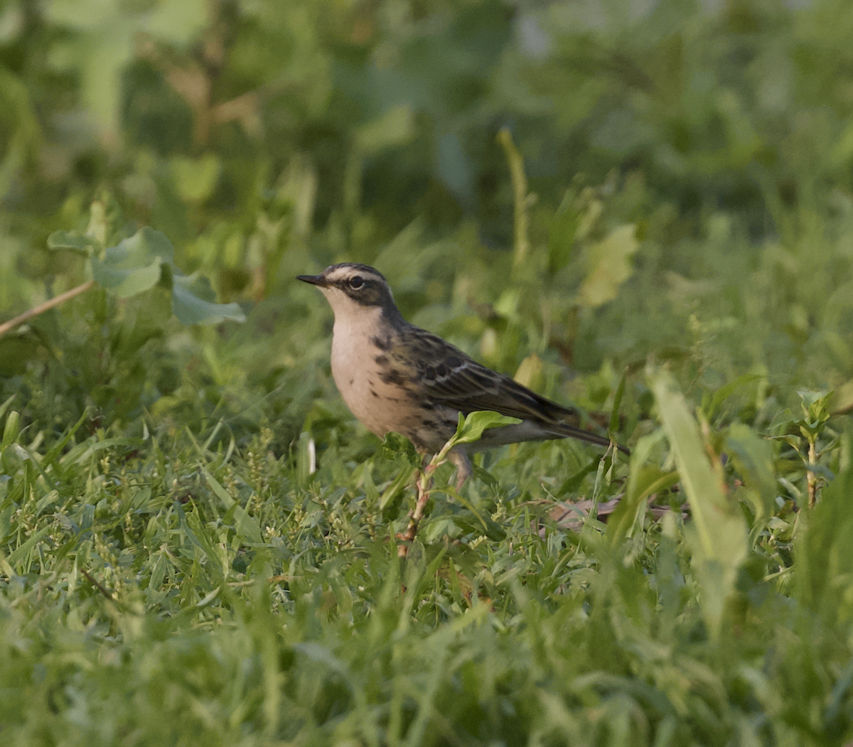 Rosy Pipit - ML618040303