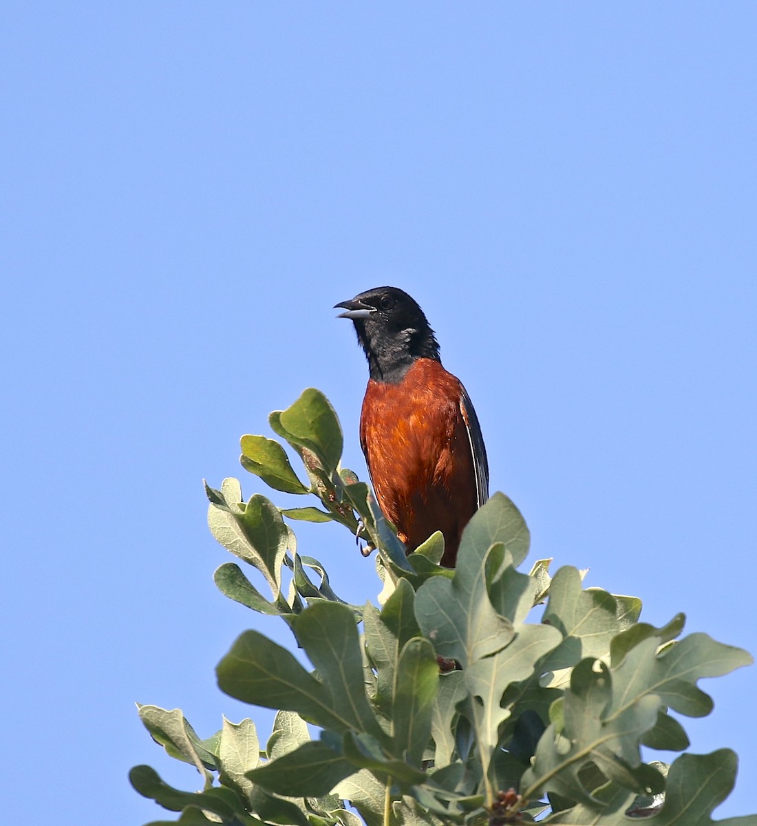 Orchard Oriole - ML618040311