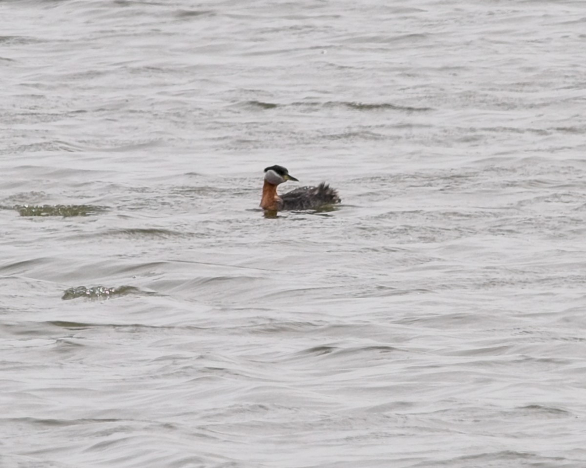 Red-necked Grebe - ML618040314