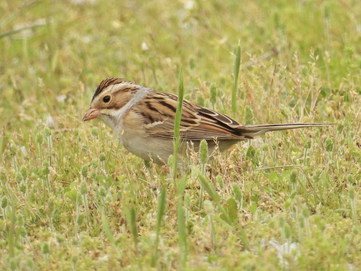 Clay-colored Sparrow - ML618040315