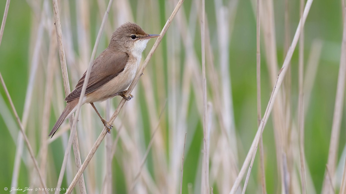 Common Reed Warbler - ML618040321