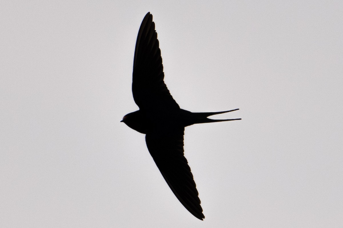 Barn Swallow - ML618040327
