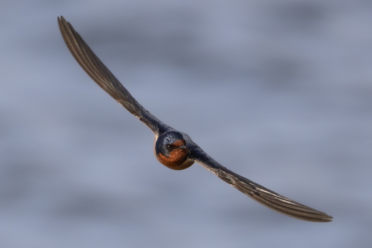 Barn Swallow - ML618040328