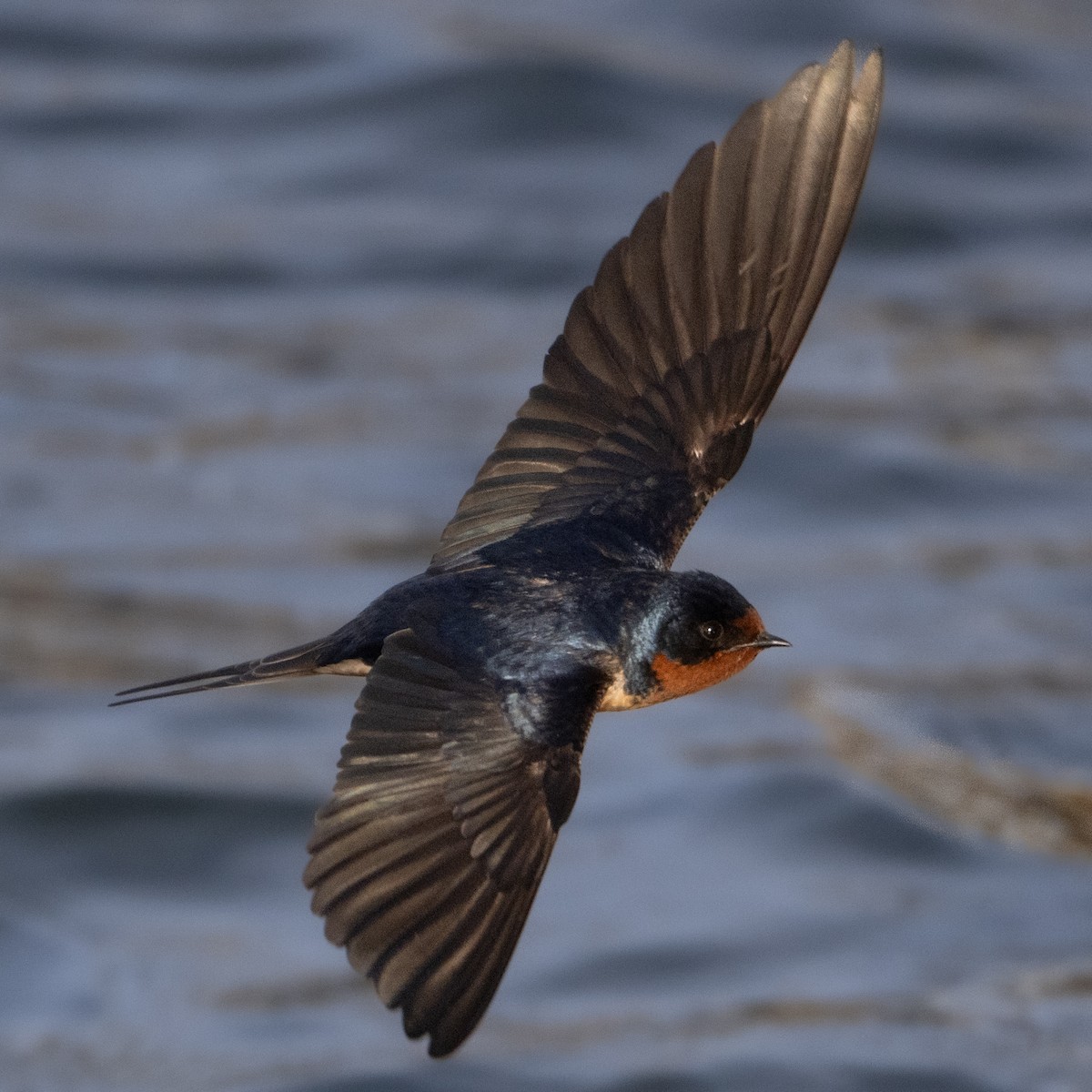 Barn Swallow - ML618040329
