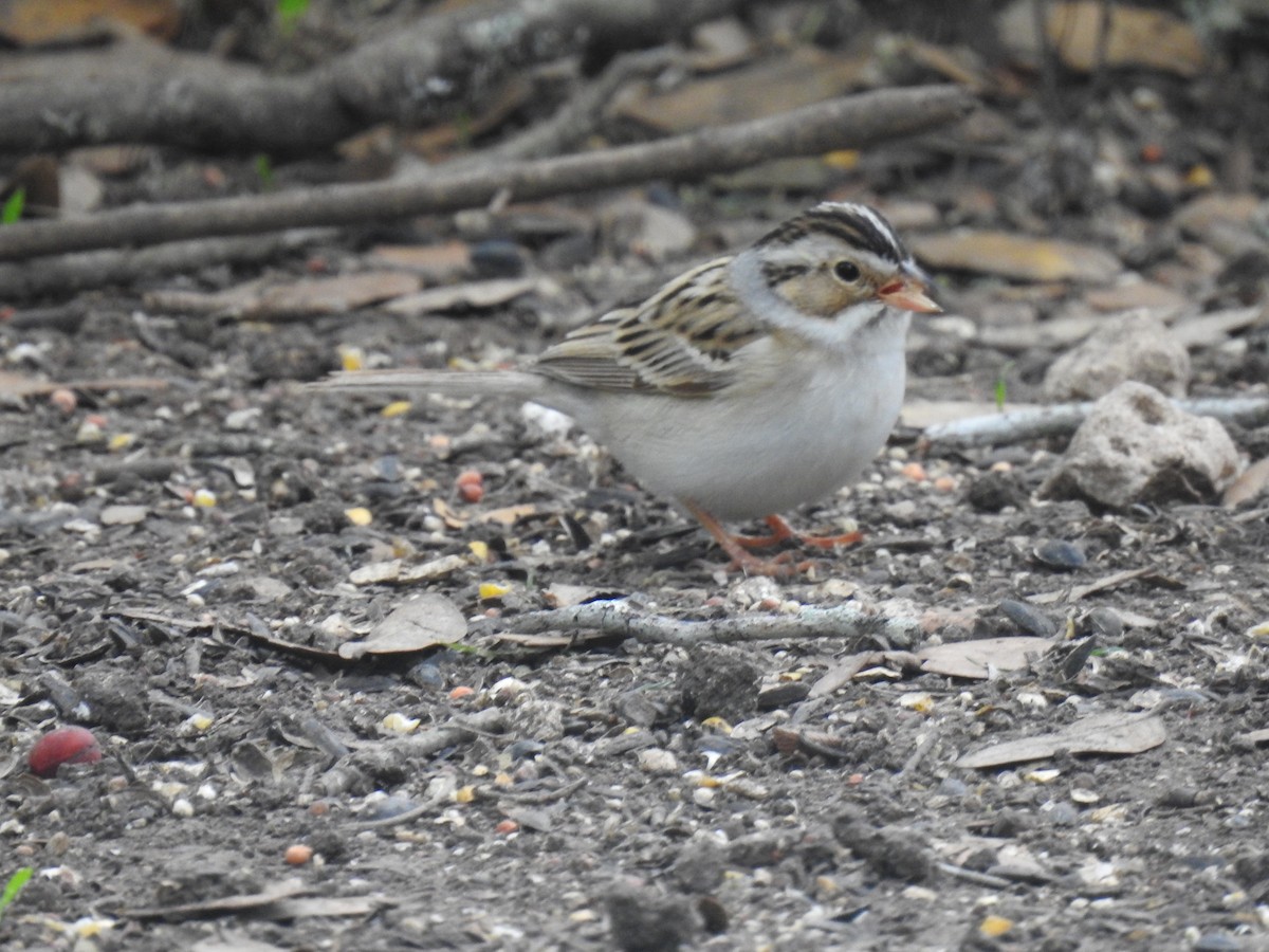 Clay-colored Sparrow - ML618040337